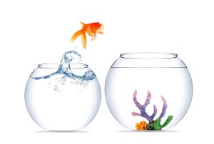a goldfish is jumping out of a bowl of water into a bigger bowl