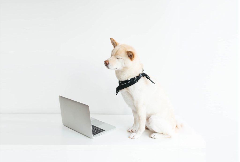 a dog wearing a bandana sits in front of a laptop