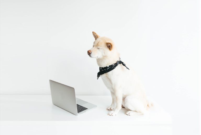 a dog wearing a bandana sits in front of a laptop