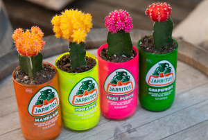 four jarritos cans with cactus in them