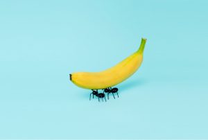 a banana with ants carrying it on a blue background