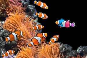 a group of clown fish are swimming in a coral reef