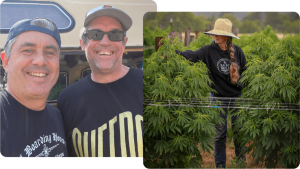 a photo of two men smiling next to a photo of a woman between two cannabis plants