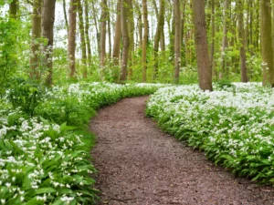 a path in the woods surrounded by white flowers